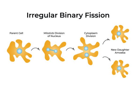 Download Irregular Binary Fission Science Design - Irregular Collection